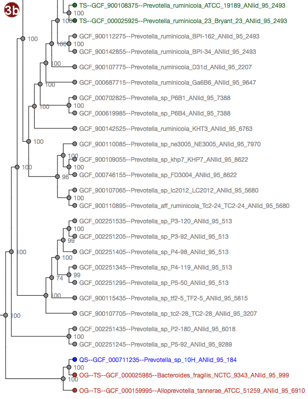 phylogenetic tree with labels of type strains, outgroups and query sequences colored