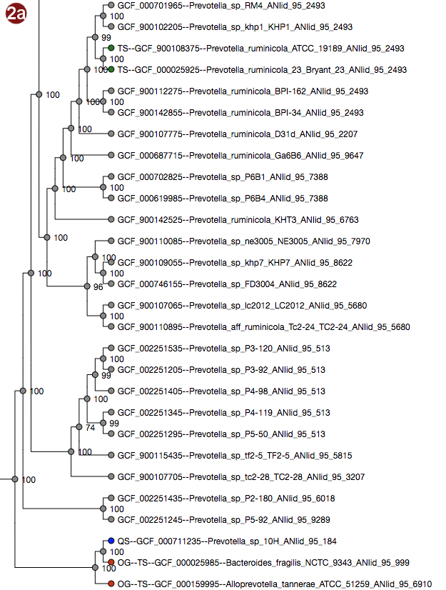 phylogenetic tree with unscaled branches