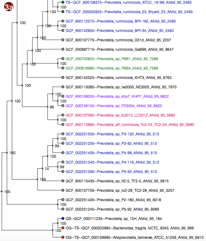 phylogenetic tree with all labels colored according to average nucleotide identity grouping