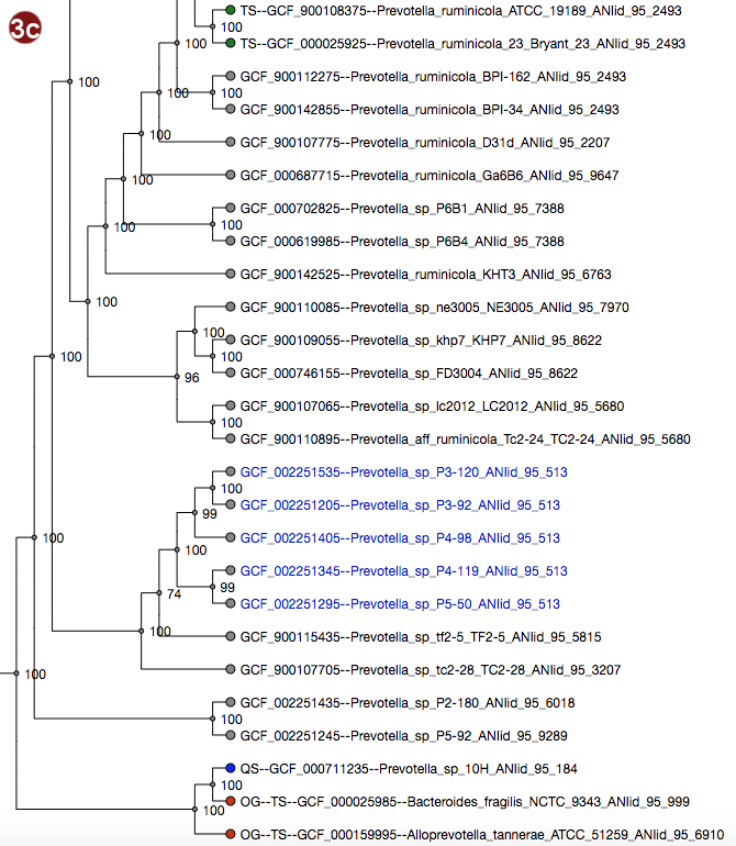phylogenetic tree with labels of one clade colored according to average nucleotide identity grouping